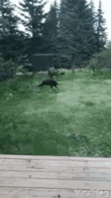 animals chasing chasing bear moose wildlife interspecies