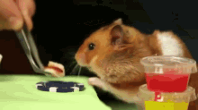 Tiny Hamster Vs Kobayoshi Eating Contest GIF - Hotdog Hamster Mini Hot Dog GIFs