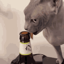Lets Drink Wanna Drink GIF - Lets Drink Wanna Drink Lets Go For A Drink GIFs