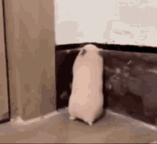 Mouse Surprised GIF - Mouse Surprised Jumping GIFs