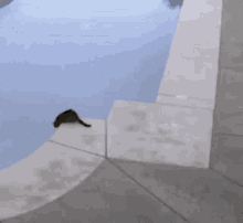 Cats Cats Of The Internet GIF - Cats Cats Of The Internet Asshole GIFs