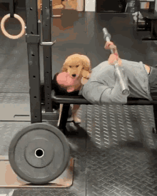 dog exercise gym animal pet
