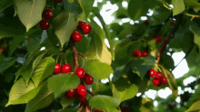 coffee cherry nature coffee cherry nature