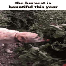 Beautiful The Harvest Is Beautiful This Year GIF - Beautiful The Harvest Is Beautiful This Year Dog Eating Strawberry GIFs