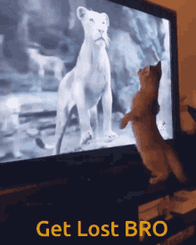 Animal Movie GIF - Animal Movie Cat GIFs