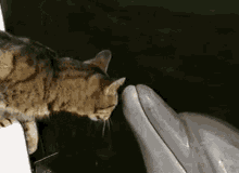 Pişik Delfin GIF - Pişik Delfin Cat GIFs