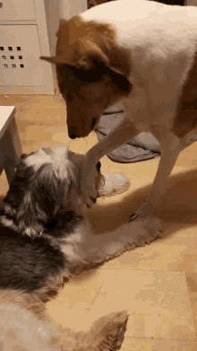 Play Puppers GIF - Play Puppers Hekoleppo GIFs