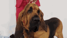 bloodhound hound dog animal pet bloodhound hound dog animal pet