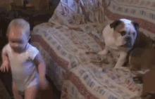 Baby Argues With Bull Dog GIF - Baby Dog Bull GIFs