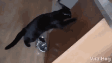 Cat Viralhog GIF - Cat Viralhog Scratching Wall GIFs