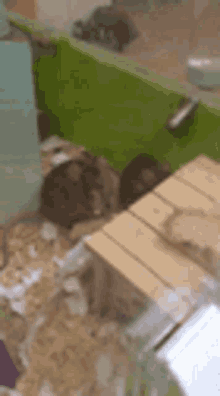 Mouse Mice GIF - Mouse Mice Eating GIFs