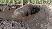 Dirt Pig GIF - Dirt Pig Hump GIFs