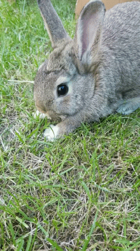 engel Op risico paddestoel Konijn Rabbit GIF - Konijn Rabbit Cute - Discover & Share GIFs