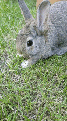 konijn rabbit cute bunny box