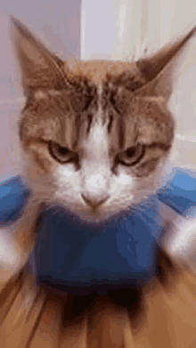 Cat Lady Mad GIF - Cat Lady Mad Angry GIFs