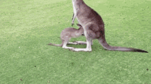 touching kangaroo entering pouch