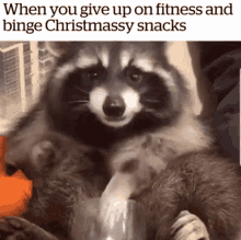 food when you give up on fitness and binge christmassy snacks raccoon trash panda funny animals