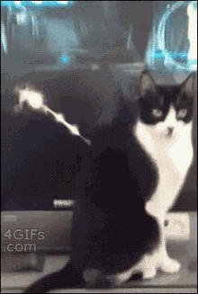 Shots Fired GIF - Shots Fired Cat GIFs