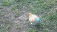 Animal Chicken In Jeans GIF - Animal Chicken In Jeans Funny GIFs
