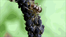 Ants And Aphids Nature GIF - Ants And Aphids Ant Aphid GIFs