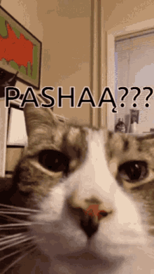 Pasha Cat GIF - Pasha Cat Cat Pasha GIFs