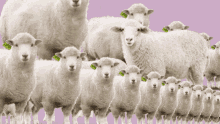 Sheep Counting Sheep GIF - Sheep Counting Sheep Sleep GIFs