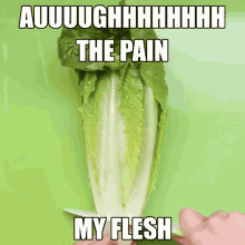 Romaine Lettuce No Salad GIF - Romaine Lettuce No Salad Pain GIFs