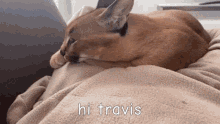 Hi Travis Hello Travis GIF - Hi Travis Hello Travis Big Floppa GIFs