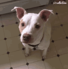 Tongue Out Give Me Food GIF - Tongue Out Give Me Food Anticipating GIFs