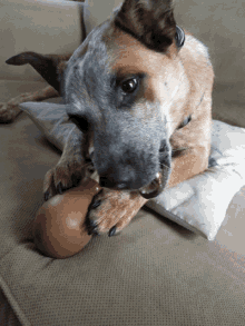 chew play