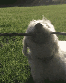 Buksi Dog GIF - Buksi Dog Playful GIFs