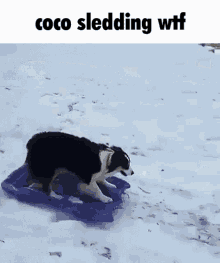 coco sledding border collie