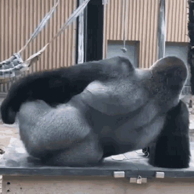 gorila-ass.gif