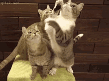 Annoying Cat Fight GIF - Annoying Cat Fight Fight GIFs