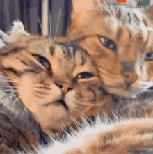 cats clingy touchy cute adorable