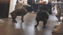 Dogs Fighting GIF - Dogs Fighting Playful GIFs