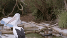 Yawn National Geographic GIF - Yawn National Geographic Secrets Of The Zoo Down GIFs