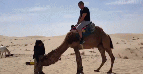 Sahara Desert GIF - Sahara Desert Camel GIFs