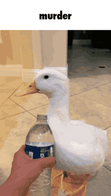 murder meme death goose duck