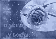 winter rose