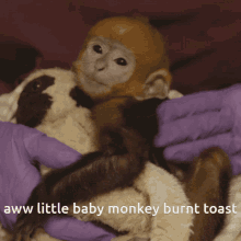 burnt toast monkey