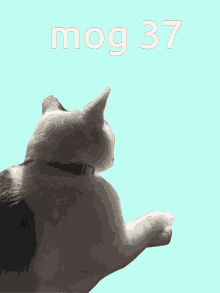 Mog37 Cat Gif GIF - Mog37 Mog 37 GIFs