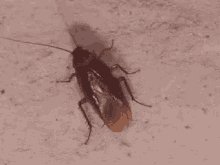 Cockroach Insect GIF - Cockroach Roach Insect GIFs
