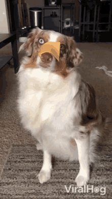Cheese Dog Cheese Dog Challenge GIF - Cheese Dog Cheese Dog Challenge Pet Cheese Challenge GIFs
