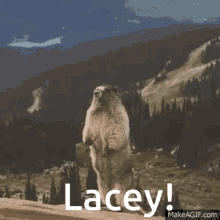 Lacey Yelling Lacey GIF - Lacey Yelling Lacey Beaver GIFs