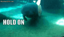 Hold On GIF - Hold On Manatee GIFs