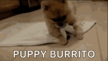 Puppy Burrito Puppy GIF - Puppy Burrito Puppy GIFs