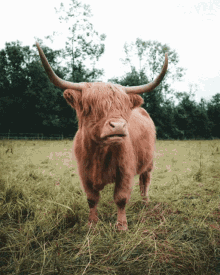 Chewing Cow Beef GIF - Chewing Cow Cow Beef - Discover &amp; Share GIFs