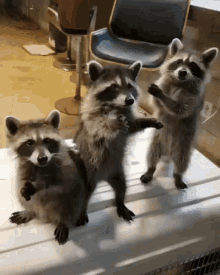 Triplets Raccoon GIF - Triplets Raccoon Raccoons GIFs