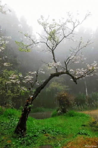 Tree Rain GIF - Tree Rain Nature - Discover &amp; Share GIFs